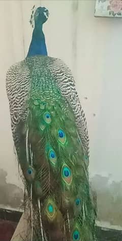 Blue shoulder peacock0325/41/60/410 My WhatsApp number