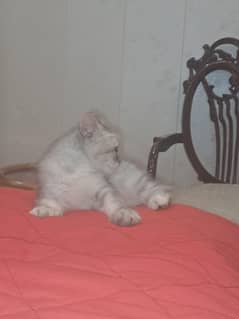 persian kitten