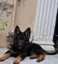 german