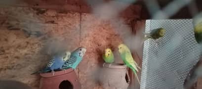 Australian Parrots