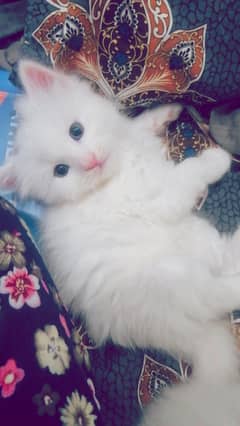 persian