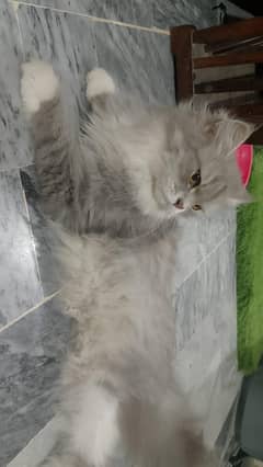 Persian cat for sell tripple coated