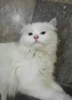 Persian