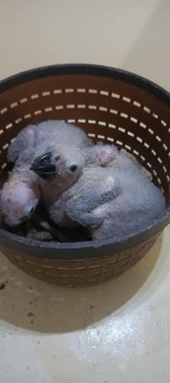 GREY parrot Congo size chick available