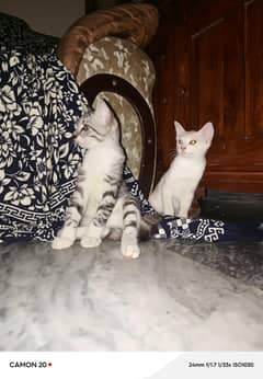urgent sale
