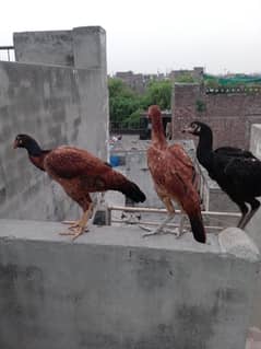 Aseel hens or chick's good quality for sale
