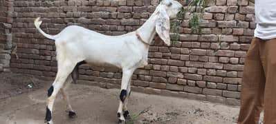 goat for sale