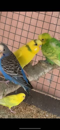 Lovebirds, budgies , cocktails