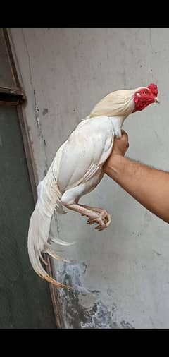 Pure Aseel Murga 03064365643