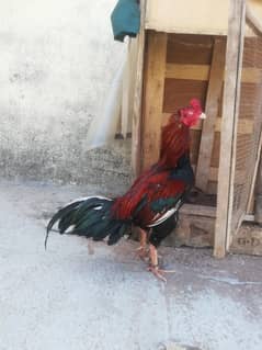 High Quality lakha murga for sale 03129196869
