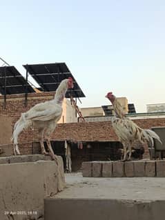 Pure Aseel For Urgent sale