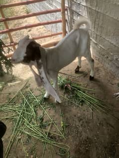 Gulabi bakra