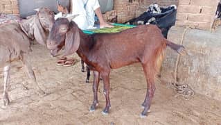 bakri for sale doodh Thora boht deti hai03150558301