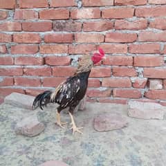aseel patha for sale  0302/4422/538  lahore walton