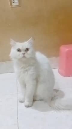 punch face female cat