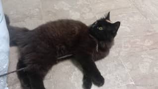female cat for sale