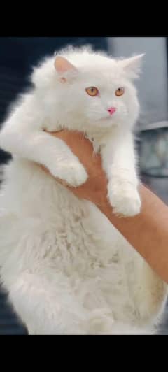 Persian male for stud
