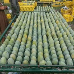 Mangoes