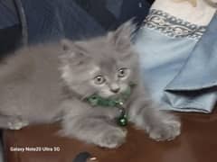persian