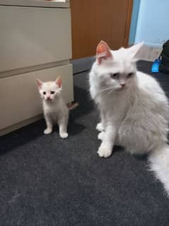 newborn persian kitten