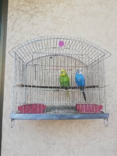 2 breeder males for sale with cage. 03129196869