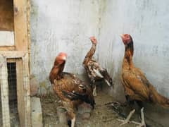 Aseel Hens