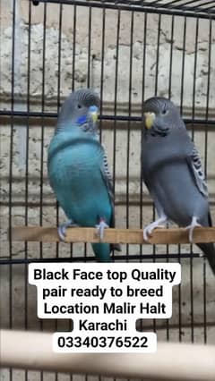 Top Quality Black face ready to breed pair