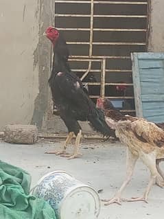 oh king shamo chicks