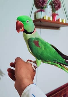 Raw Parrot Talking Hand tamed big size parrot urgent for sale