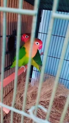 love bird 4 pair  home bried