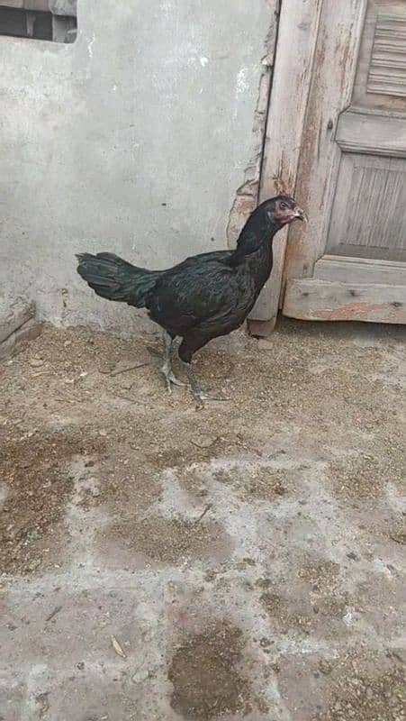 aseel pakistani or thai pathiya home breed ando pr ready 0