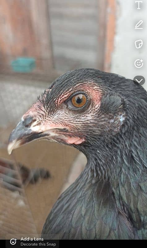 aseel pakistani or thai pathiya home breed ando pr ready 1