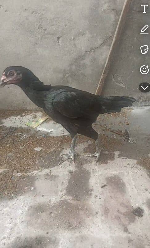 aseel pakistani or thai pathiya home breed ando pr ready 2