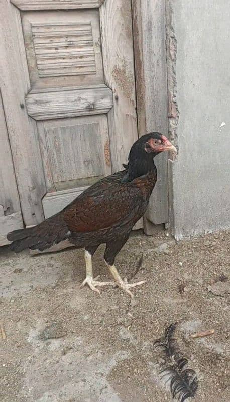 aseel pakistani or thai pathiya home breed ando pr ready 5