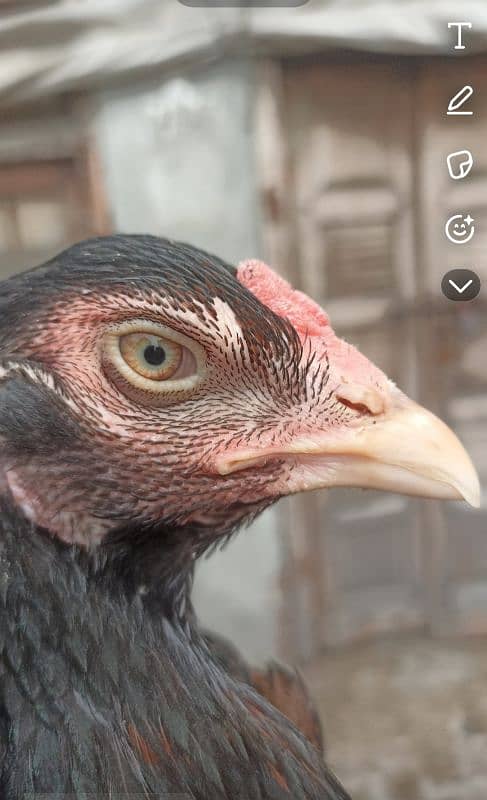 aseel pakistani or thai pathiya home breed ando pr ready 6