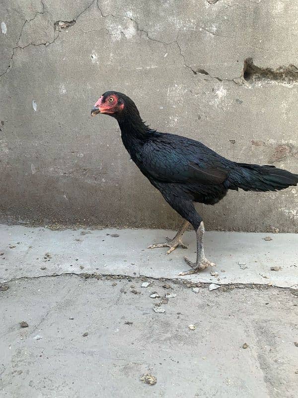aseel pakistani or thai pathiya home breed ando pr ready 7