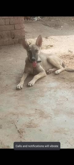 bhagyari