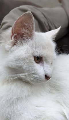 BOHAT FRIENDLY cat  HE TANG NAHI KRY .