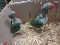Raw Parrot Chicks