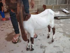 Bakra