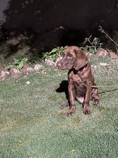 Brown Labrador well trained