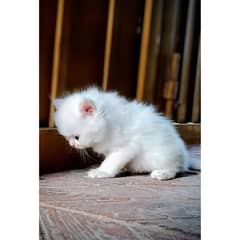 Persion Cat For Sale | White Black And Brown Color
