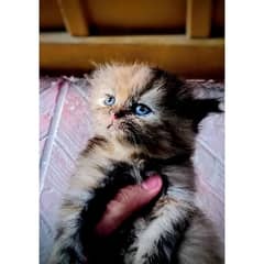 Persion Cat For Sale | Black And Brown Color