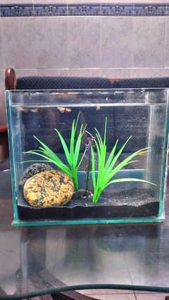 aquarium with fishes available in just 1600