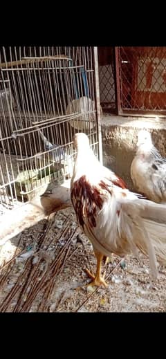 Chick