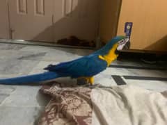 Bleu gold salf Triton cacatoo salf African grey salf