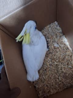 Triton cacatoo African grey salf available