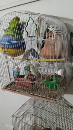 bugree