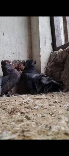 lucky piegons available 03-094-196-420