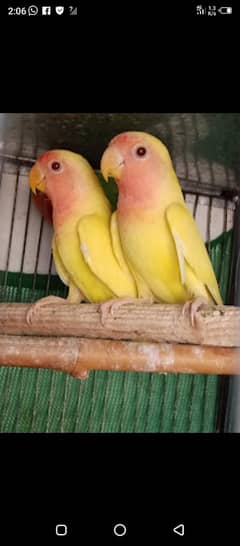 lotion love. bird